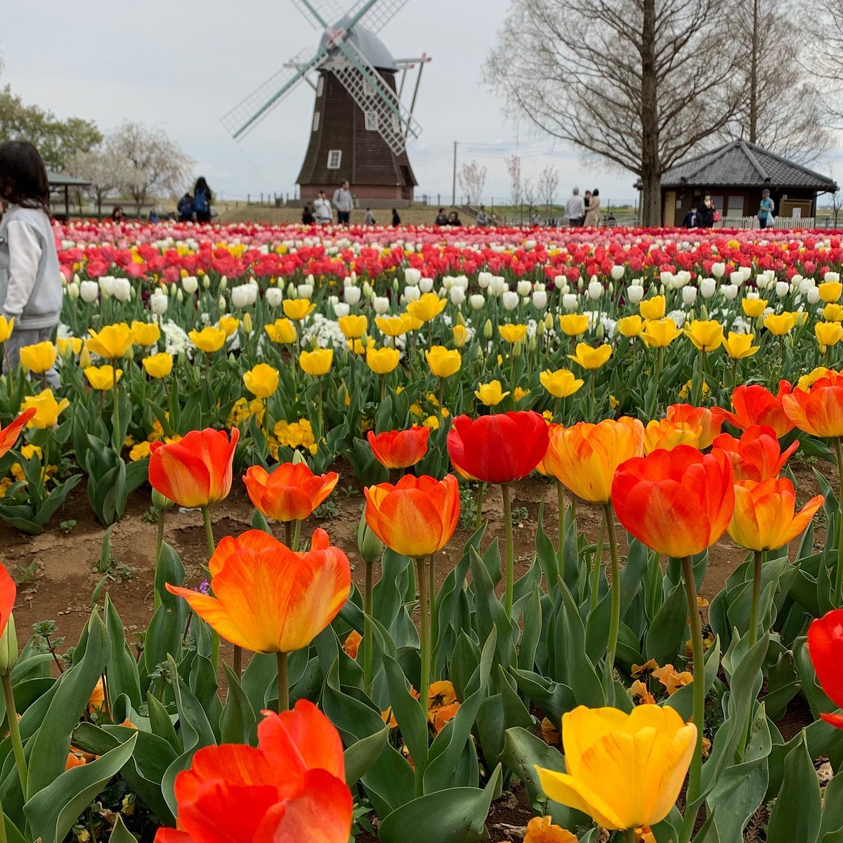 🏞️ 아케보노산 농업공원 (아케보노야마 노교코엔) 이미지 3